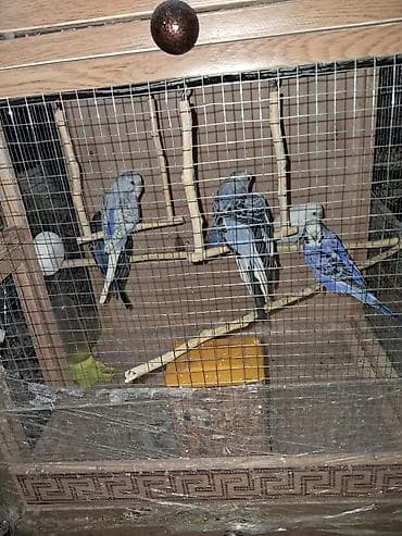 Salam tutuquşular satılır 6 ədəd baladılar.Qəfəs su və yem qabı bir