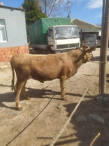 keçi: Inəklər, öküzlər — 10