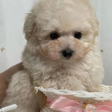 померанский шпиц: Pudel, 2 ay, Dişi — 5