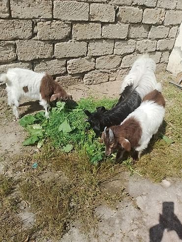 Dişi, il: 2, Damazlıq, Ünvandan götürmə
