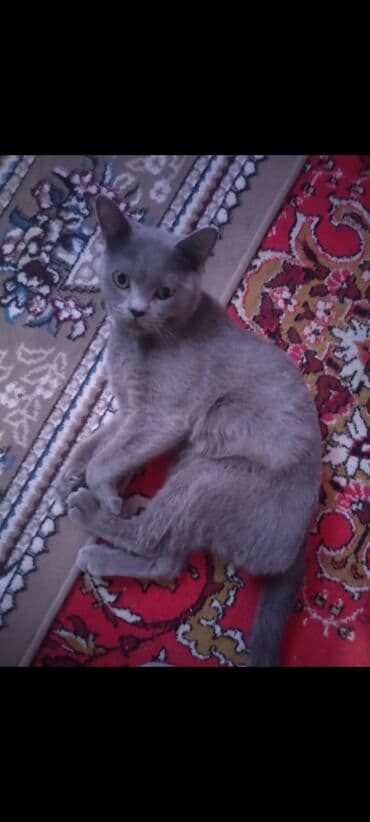 Boz rəngli ev pişiyi - Rəng: vahid kül/boz tük örtüyü, qısa və hamar — 5