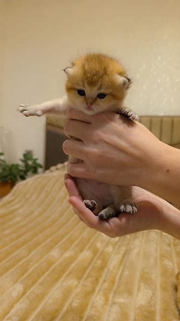 pişik qara: Yumşaq tüklü, iri gözlü balaca pişik balaları. Rənglər: krem-ağ və — 3