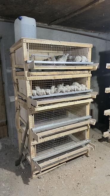 heyvanlar: Məhsul: Bildirçin üçün çoxmərtəbəli qəfəs sistemi - Karkas: taxta — 3