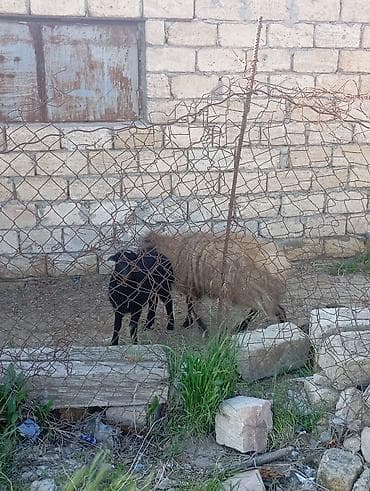 Qoyun və quzu dəsti - Növlər: yerli cins ana qoyun və yanında bir