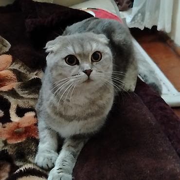 Şotland yastı qulaq, Ödənişli çatdırılma
