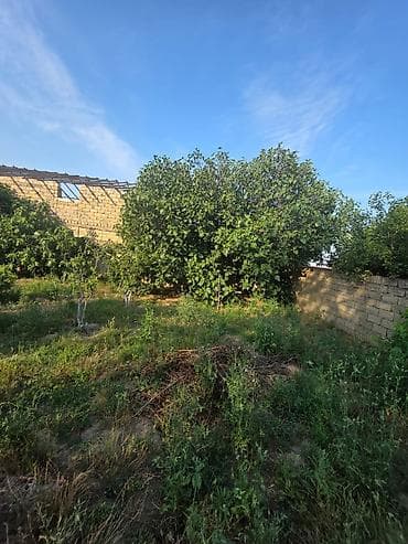 5 sot, Kupça (Çıxarış)