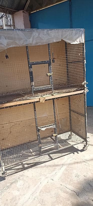 Yuvalar: Qəfəs təcili satilir — 3