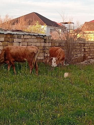 alabay dişi: Salam aleykum qirmizi martin 16 si ci balaya suni mayalanma olunub — 9