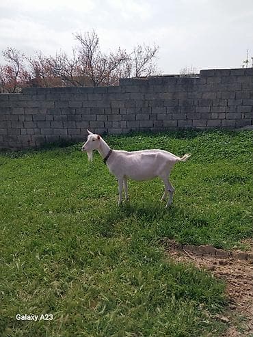 sudluk kecilerin satışı: SAANİN KEÇISI BOĞAZ 3 AYLIQ — 2