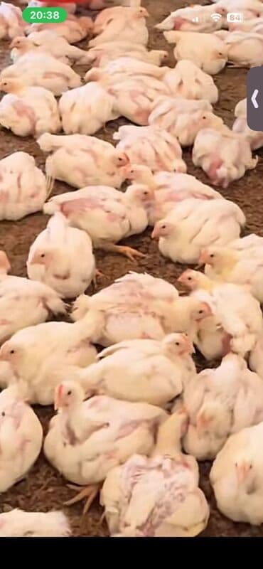 hinduşqa cücələri: Toyuq cücələri, Ətlik — 1