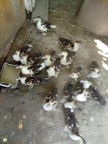 qus evi: Muscovy (indoutka) ördək balaları satılır.12 dənəsini alana biri pay — 4