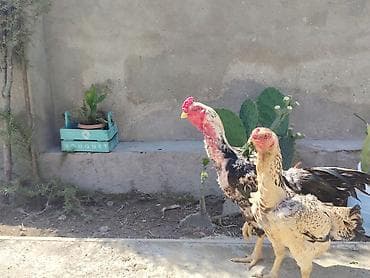 avstralop xoruz: Heyrati satilir. Qiymet cutune aiddi. Ela damazliqdi doyusken xoruzdu — 2