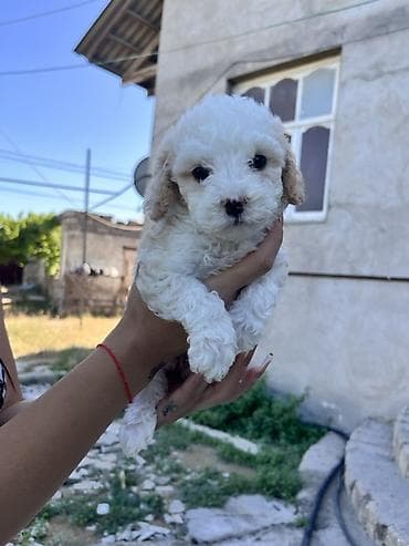 at satiwi: Pudel, 2 ay, Dişi, Sənədli, Pulsuz çatdırılma — 9