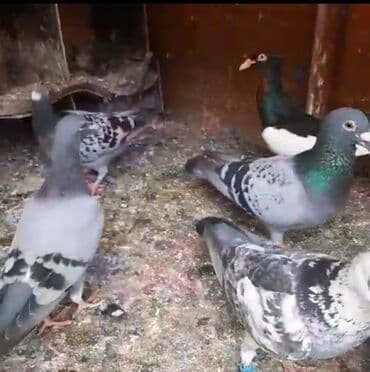 əbabil quşunun qiyməti: Göyərçinlər
cütü 35 AZN — 7