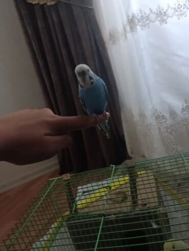 pişik adları erkek: Məhsul: Dalğalı tutuquşu (budağı/əlin üstündə durmağa öyrəşmiş) — 7