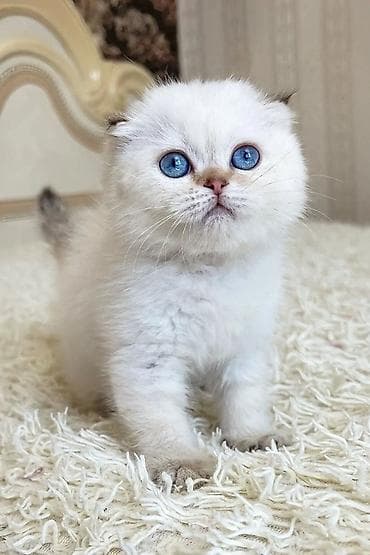 Britan, Erkək, Dişi, Yaxşı əllərə, Ünvandan götürmə, Pulsuz çatdırılma, Ödənişli çatdırılma