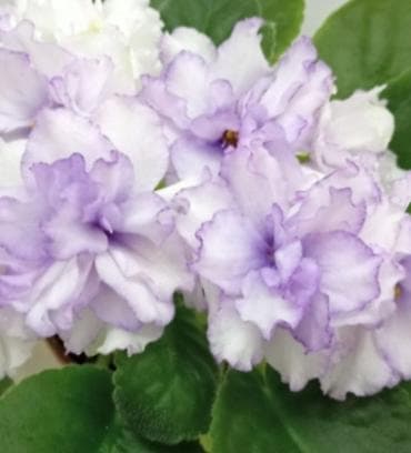 Букетные цветы: Детка фиалки АВ-Пена Морская — 1