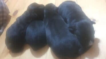 ingilis setteri it cinsinin adı: Doberman, 1 ay, Dişi, Ödənişli çatdırılma, Ünvandan götürmə — 4