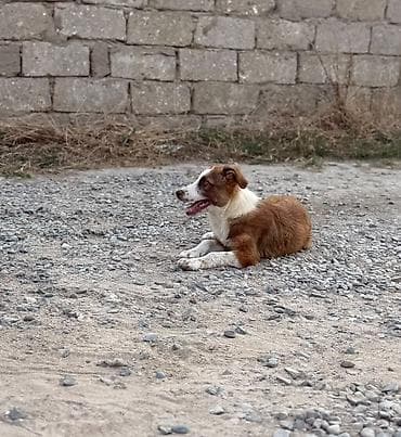 Məhsul: İt balası texmini 3 aylig sari dishi heyetde saxlamaga tula