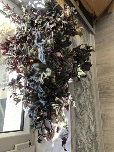 gül toxum satışı: Ev bitkiləri gul acan maral buynuzu7man,2ci gul 10manat — 2