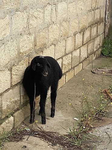 ətlik inək cinsləri: Ana bala qoyun satlır Tecli Sağlam südlü heyvandı balası böyük — 3