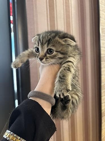 1 azn pişik: Şotland yastı qulaq, Dişi — 3