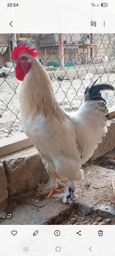 tap az afcarka: Damazliq 9 ayliq ağ-zərif rəng çalarında, quyruq lələkləri tünd — 4