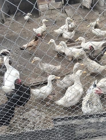 çin aslani: Satış: ördək sürüsü - Növ: ağ və boz tonlarda ev ördəkləri (bir neçə — 3