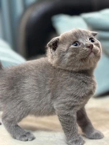 yastı qulaq: Şotland yastı qulaq — 1