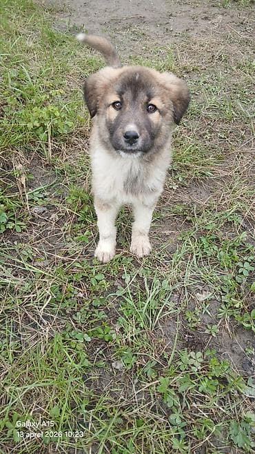 oglan pisik adları: Erkek — 2