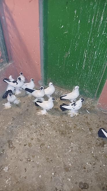 dekarativ quslar: Ağ rəngdə dekorativ göyərçinlər – saqqallı/çıtlı (başında çiçəkvari — 4