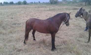 Inəklər, öküzlər: Digər kənd təsərrüfatı heyvanları — 2