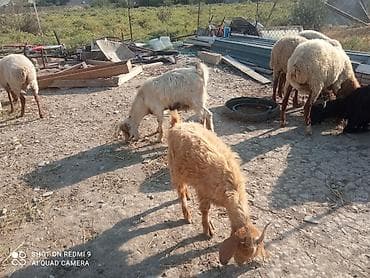 ereb kecisi: Keçi və çəpilər var damazlıq və kəsimlik.5baş keçi sağılır hamısı — 8