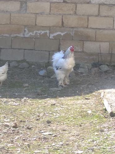 Salam aleykum. satışda bir cüt Brama var. xoruz yeni ayılıb. xoruzluq