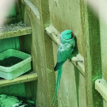 Akvariumlar: Növ: Hind halqalı tutuquşu (Psittacula krameri) – mavi-yaşıl rəngli — 2