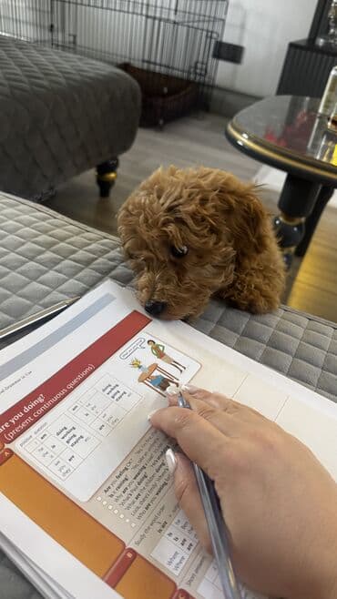 qurbanliq sekilleri: Pudel, 4 ay, Dişi, Peyvəndli, Ünvandan götürmə — 3