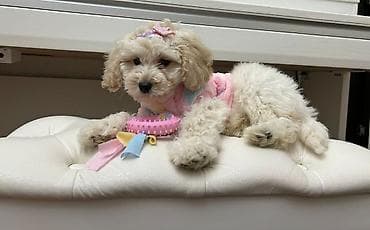 pudel satilir 2020: Pudel, 3 ay, Erkek, Peyvəndli, Pulsuz çatdırılma — 1