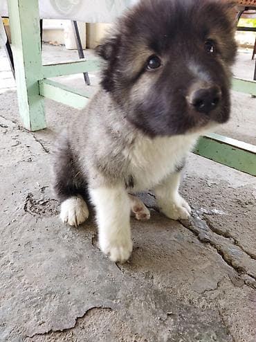 afcarka balalari satilir: 🐕 Təcili Satılır — Qafqaz çoban iti İri cüssəli, sağlam və güclü — 6