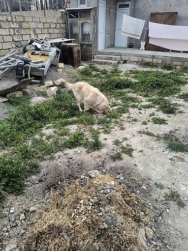balaca tuklu itler: Retriever, Peyvəndli — 4
