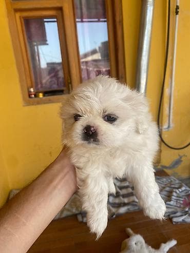heyvanlar: Pekines, 1 ay, Dişi — 2