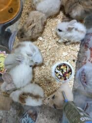 dovşan alıram: Məhsul: Dekorativ dovşan balaları Təsvir: - Fərqli rəng və tüklü — 3