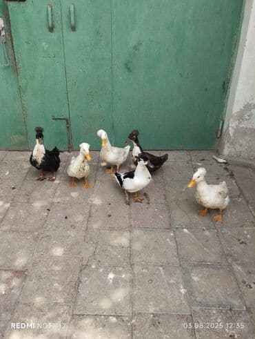 ördək qaz: Erkək, Damazlıq, Ünvandan götürmə — 4
