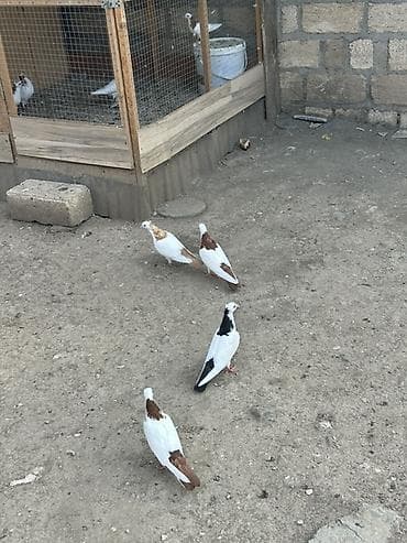 ev qus: Salam Alokum 4 dude Des Pecat Abrez olada Var icde 3 maya biri erkey — 2