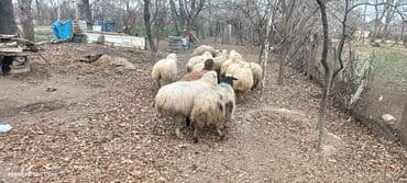 Mal-qara: Qoyun sürüsü – müxtəlif rəng və yaşlarda - Təsvir: Şəkillərdə görünən — 1