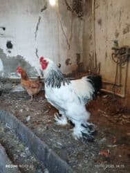 K/t heyvanları üçün mallar: Xoruz, Brama, il: 1, Ünvandan götürmə, Ödənişli çatdırılma — 3