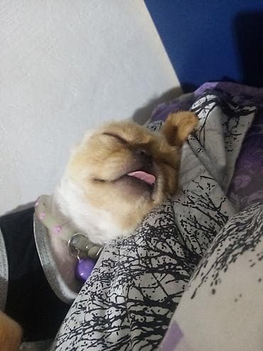 ev iti cinsleri: Pekines, 7 ay, Dişi, Ödənişli çatdırılma — 1