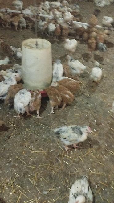 kend cucesi: Toyuq cücələri, Ətlik — 3