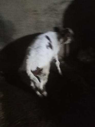 Коровы, быки: Birc qarin dügedi ciddi şexsler zeng vursun — 5