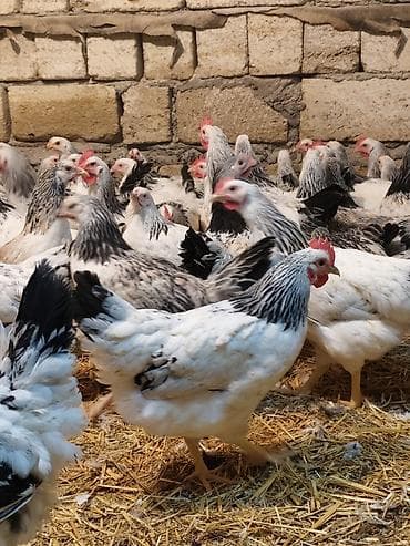 Orginal Serebrist toyuqları satılır 5 aylıq yumurtaya düşməklərinə az