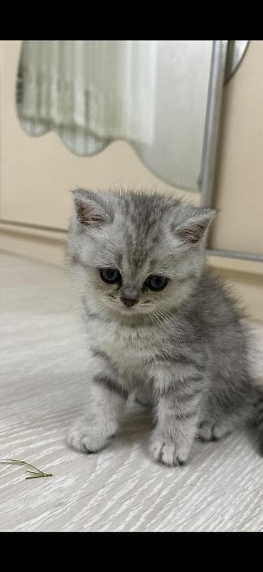 Şinşilla, Dişi, Yaxşı əllərə lalafo.az -da Şinşilla, Dişi, Yaxşı əllərə
